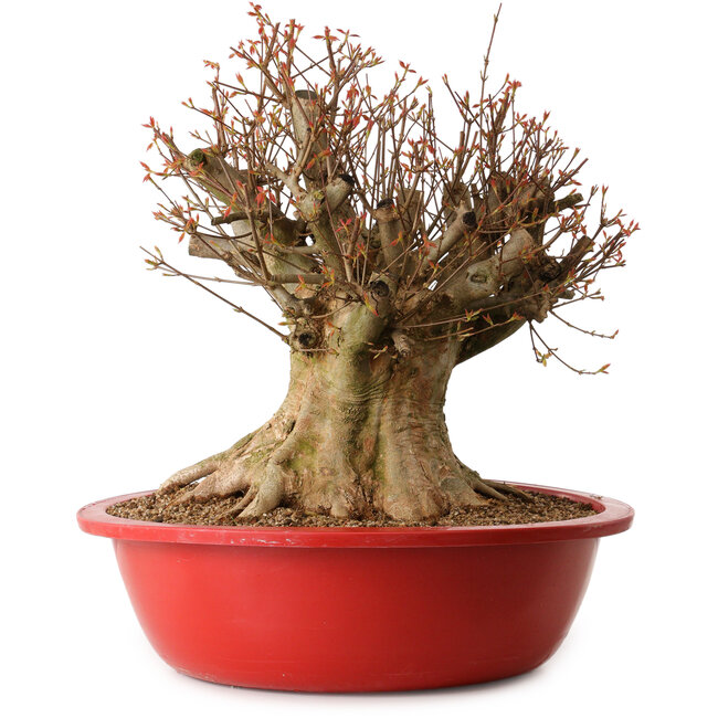Acer buergerianum, 48 cm, ± 25 jaar oud, met een nebari van 34 cm