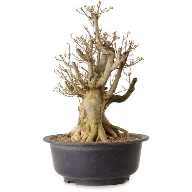 Acer buergerianum, 48 cm, ca. 25 Jahre alt, mit einem Wurzelhals von 30 cm