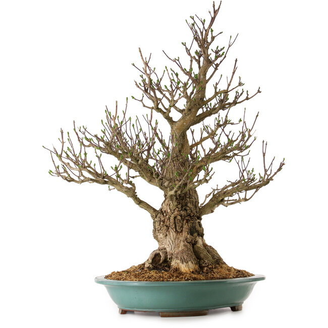 Euonymus alatus, 85 cm, ± 40 años de edad, con un nebari de 36 cm.