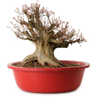 Acer buergerianum, 37 cm, ± 25 jaar oud