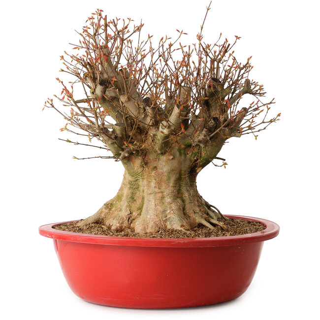 Acer buergerianum, 48 cm, ca. 25 Jahre alt, mit einem Wurzelhals von 34 cm