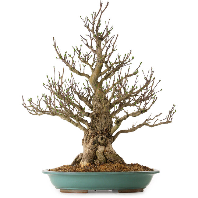 Euonymus alatus, 85 cm, ± 40 anni, con un nebari di 36 cm