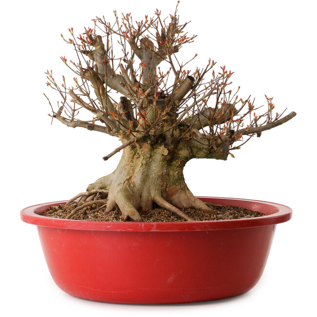 Acer buergerianum, 37 cm, ca. 25 Jahre alt, mit einem Wurzelhals von 30 cm