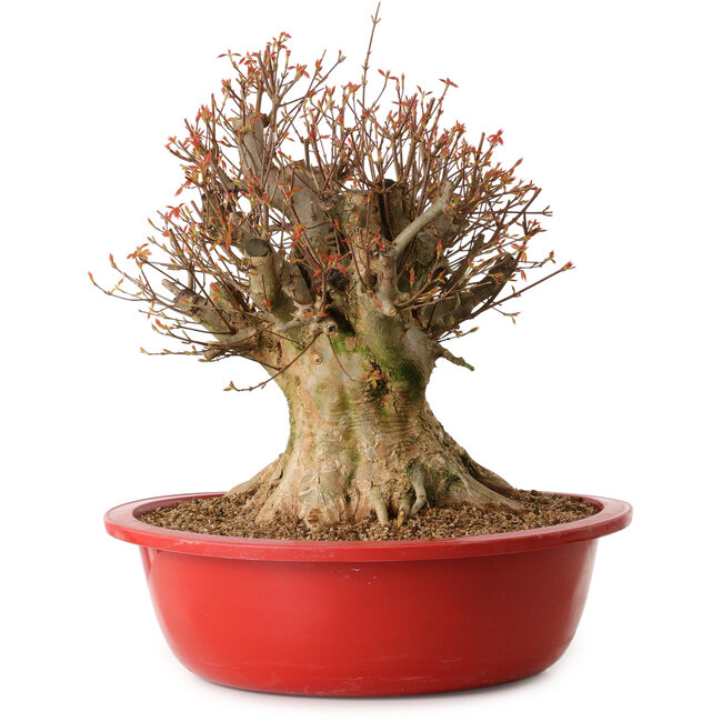 Acer buergerianum, 48 cm, ± 25 years old, with a nebari of 34 cm