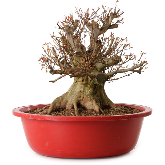Acer buergerianum, 37 cm, ± 25 ans, avec un nebari de 30 cm