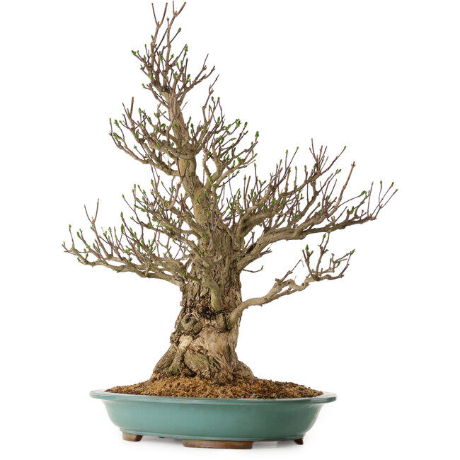 Euonymus alatus, 85 cm, ± 40 anni, con un nebari di 36 cm