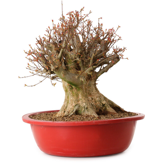 Acer buergerianum, 48 cm, ± 25 jaar oud, met een nebari van 34 cm