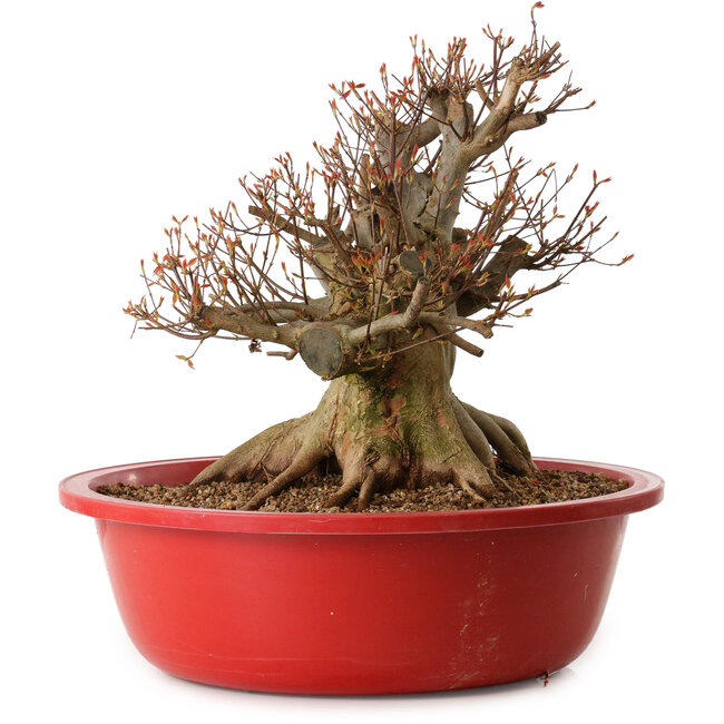 Acer buergerianum, 37 cm, ± 25 años, con un nebari de 30 cm