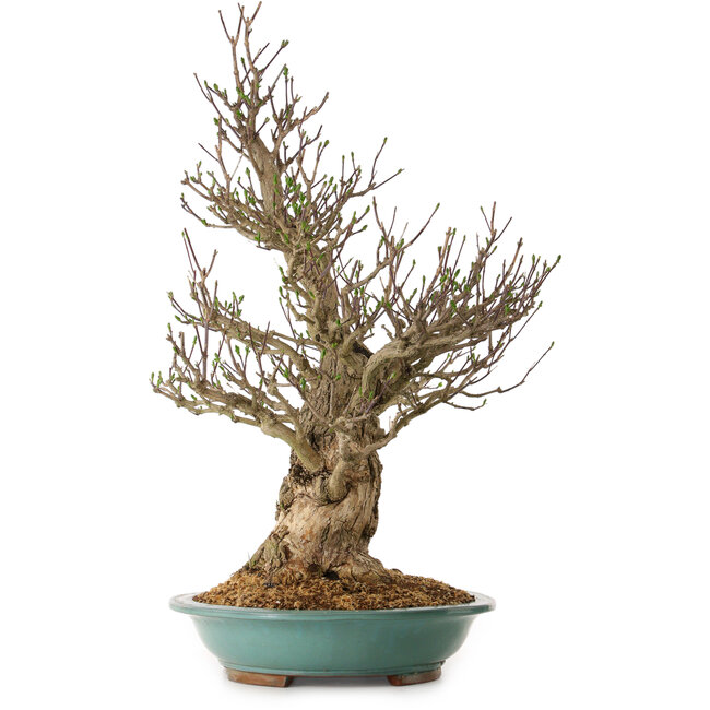 Euonymus alatus, 85 cm, ± 40 anni, con un nebari di 36 cm