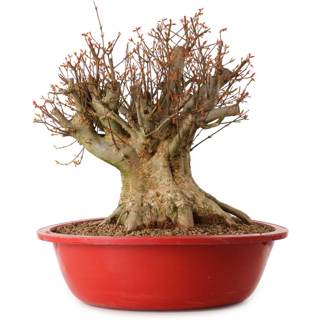 Acer buergerianum, 48 cm, ca. 25 Jahre alt, mit einem Wurzelhals von 34 cm