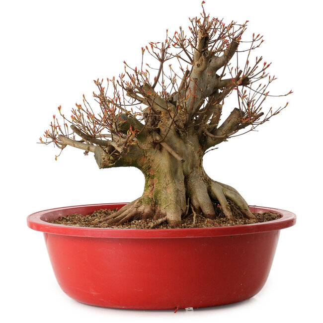 Acer buergerianum, 37 cm, ca. 25 Jahre alt, mit einem Wurzelhals von 30 cm