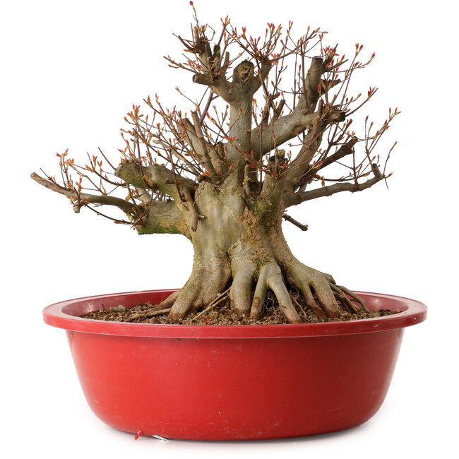 Acer buergerianum, 37 cm, ± 25 ans, avec un nebari de 30 cm