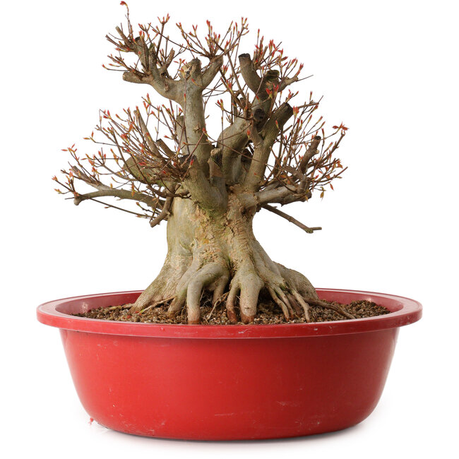 Acer buergerianum, 37 cm, ± 25 años, con un nebari de 30 cm