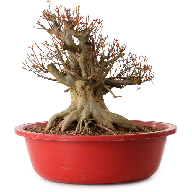 Acer buergerianum, 37 cm, ± 25 años, con un nebari de 30 cm