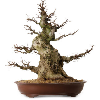 Carpinus coreana, 70 cm, ± 45 jaar oud
