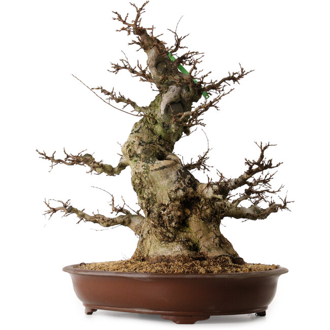 Carpinus coreana, 70 cm, ± 45 Jahre alt, mit einem Nebari von 35 cm