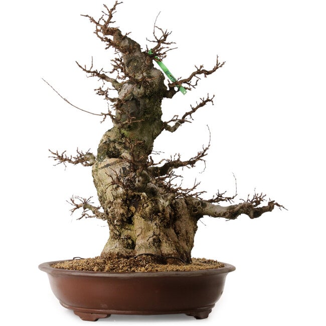Carpinus coreana, 70 cm, ± 45 ans, avec un nebari de 35 cm