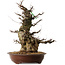 Carpinus coreana, 70 cm, ± 45 years old, with a nebari of 35 cm