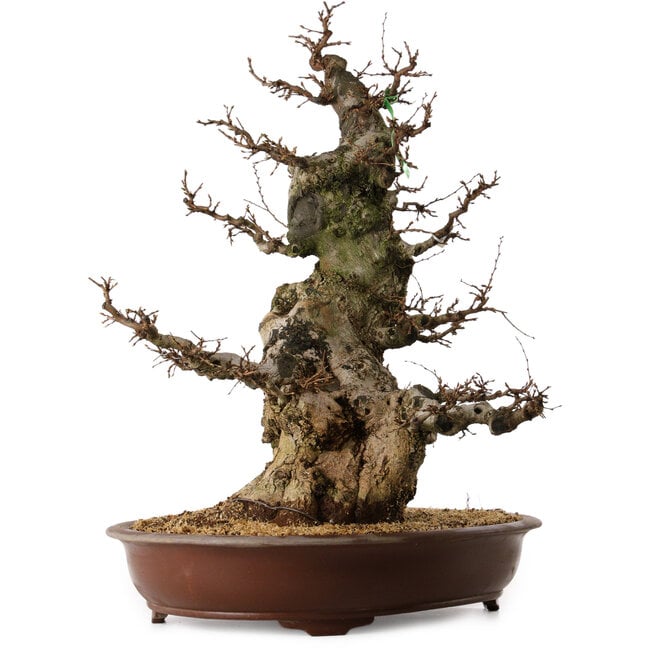 Carpinus coreana, 70 cm, ± 45 Jahre alt, mit einem Nebari von 35 cm