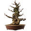 Carpinus coreana, 70 cm, ± 45 years old, with a nebari of 35 cm