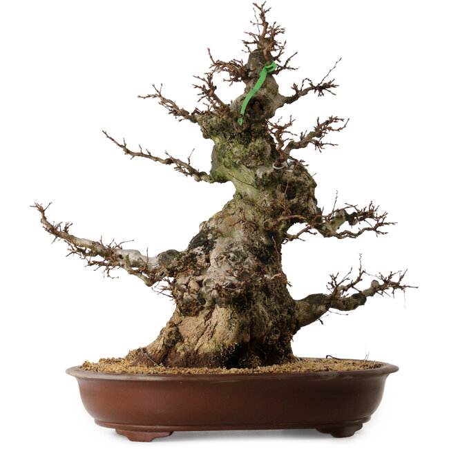 Carpinus coreana, 70 cm, ± 45 Jahre alt, mit einem Nebari von 35 cm