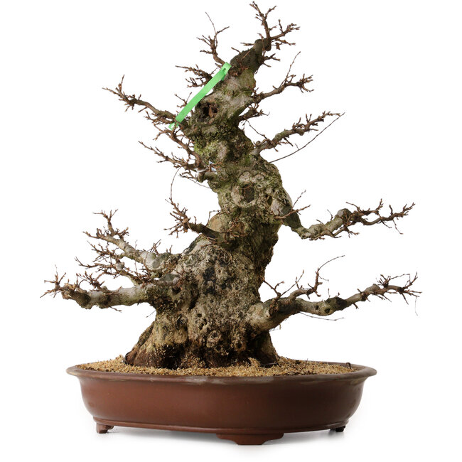 Carpinus coreana, 70 cm, ± 45 anni, con nebari di 35 cm