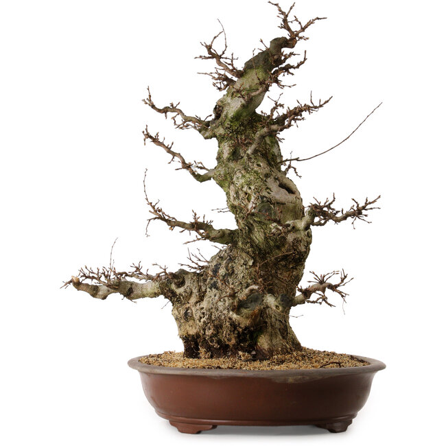 Carpinus coreana, 70 cm, ± 45 años, con un nebari de 35 cm
