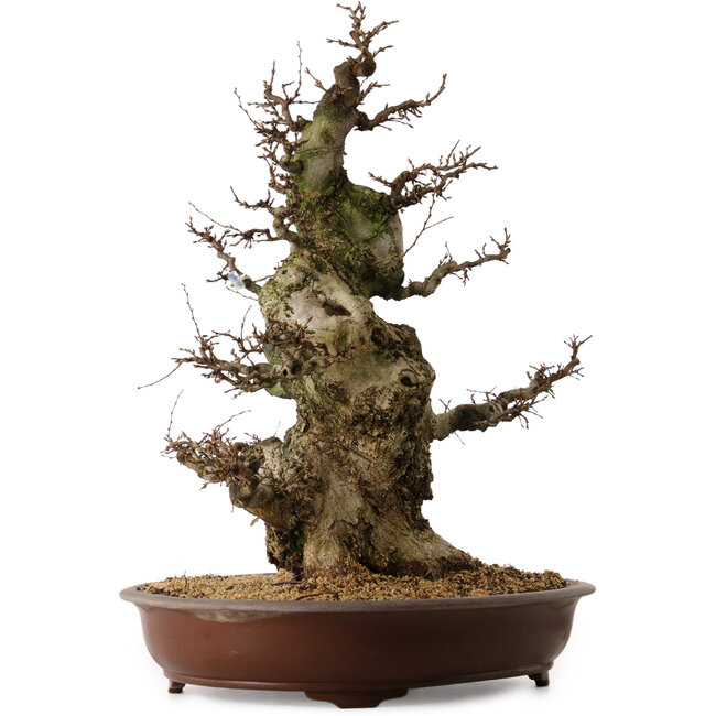 Carpinus coreana, 70 cm, ± 45 years old, with a nebari of 35 cm
