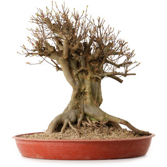 Acer buergerianum, 48 cm, ± 25 anni