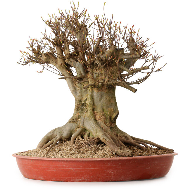 Acer buergerianum, 48 cm, ± 25 años, con un nebari de 30 cm