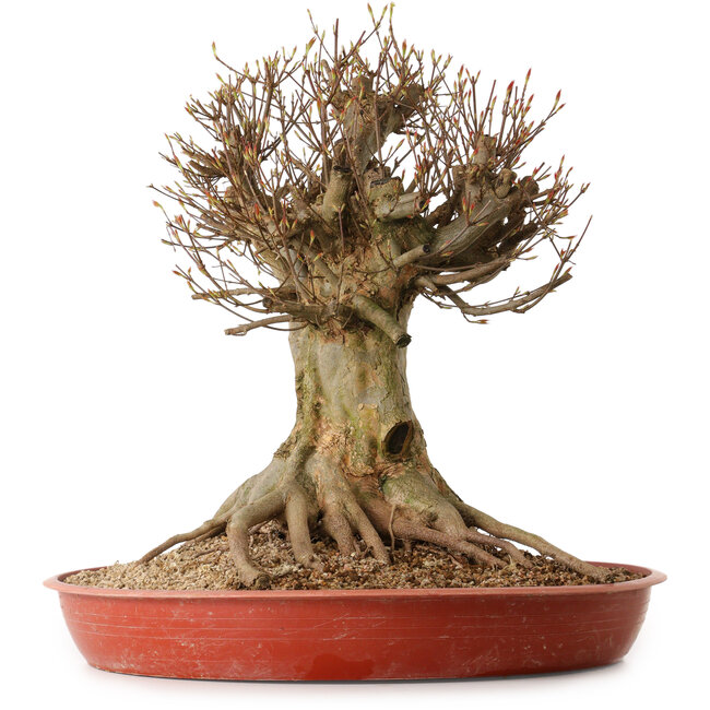 Acer buergerianum, 48 cm, ca. 25 Jahre alt, mit einem Wurzelhals von 30 cm