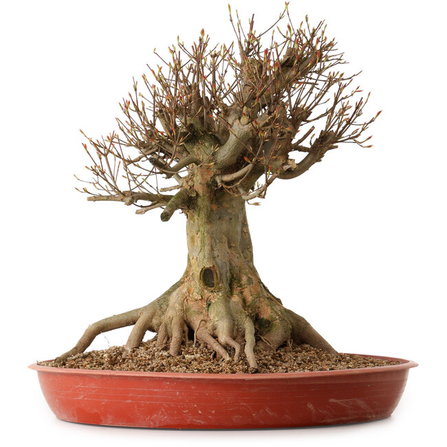 Acer buergerianum, 48 cm, ± 25 años, con un nebari de 30 cm