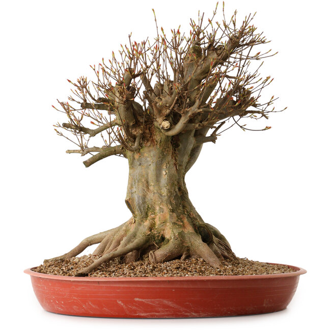 Acer buergerianum, 48 cm, ca. 25 Jahre alt, mit einem Wurzelhals von 30 cm