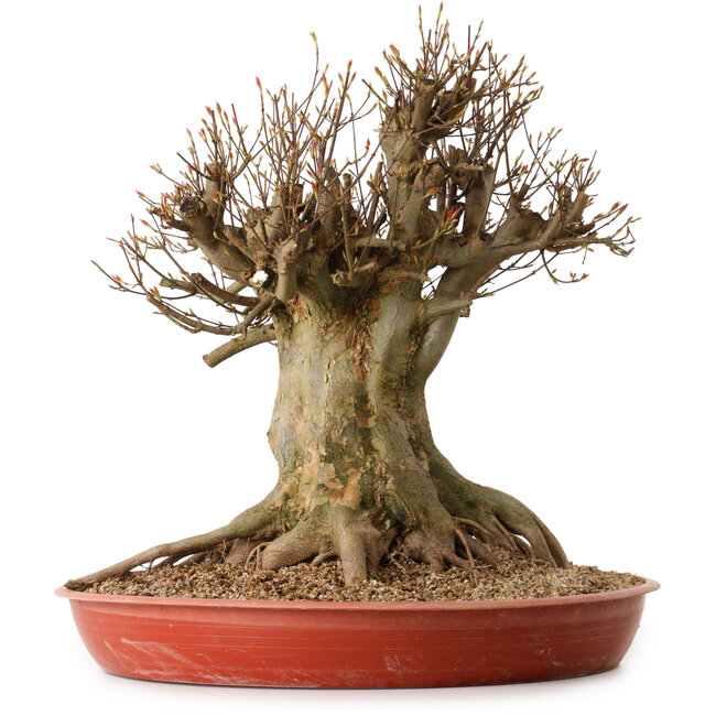 Acer buergerianum, 48 cm, ± 25 ans, avec un nebari de 30 cm