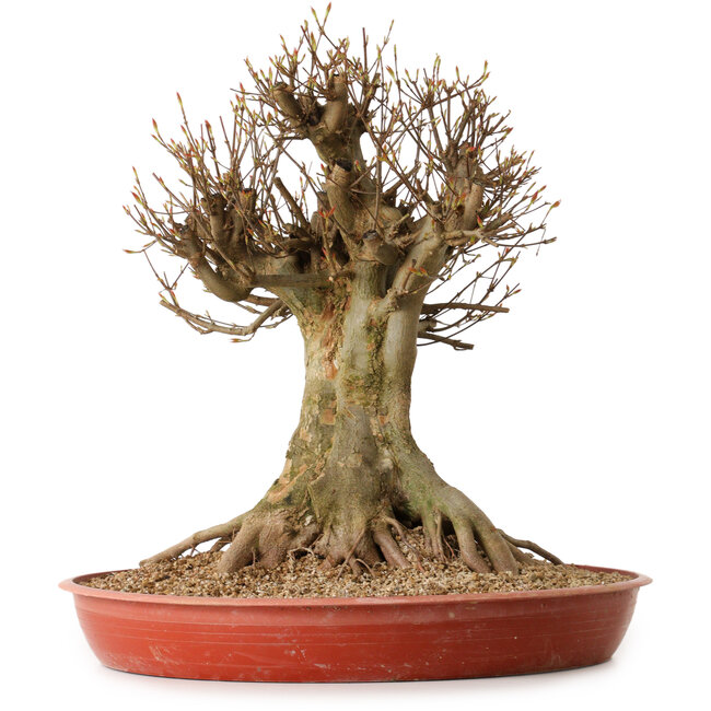 Acer buergerianum, 48 cm, ± 25 jaar oud, met een nebari van 30 cm