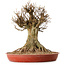 Acer buergerianum, 48 cm, ± 25 years old, with a nebari of 30 cm