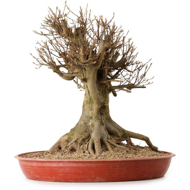 Acer buergerianum, 48 cm, ± 25 ans, avec un nebari de 30 cm