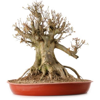 Acer buergerianum, 35 cm, ± 25 years old