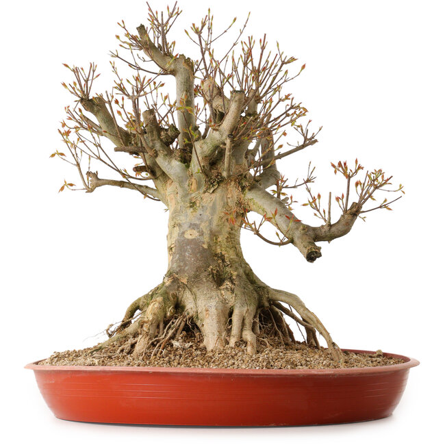 Acer buergerianum, 35 cm, ± 25 años, con un nebari de 30 cm