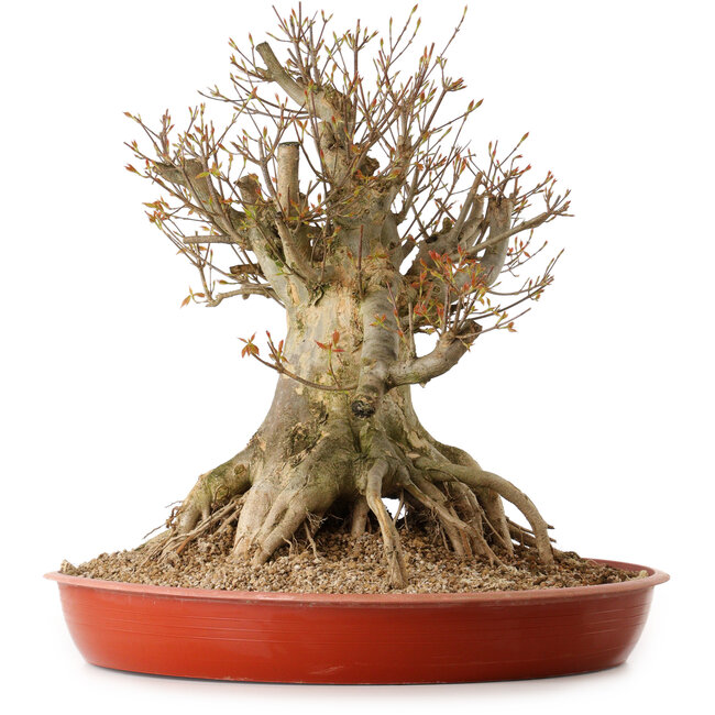 Acer buergerianum, 35 cm, ± 25 años, con un nebari de 30 cm