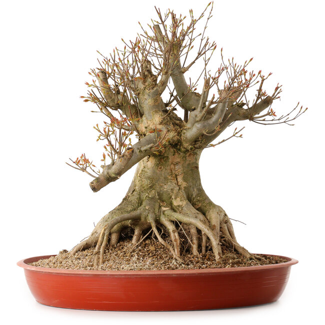 Acer buergerianum, 35 cm, ± 25 ans, avec un nebari de 30 cm