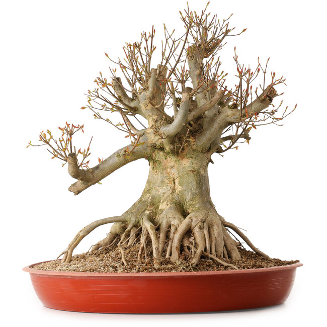 Acer buergerianum, 35 cm, ± 25 years old, with a nebari of 30 cm