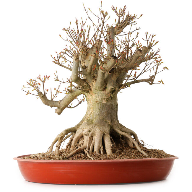 Acer buergerianum, 35 cm, ± 25 jaar oud, met een nebari van 30 cm