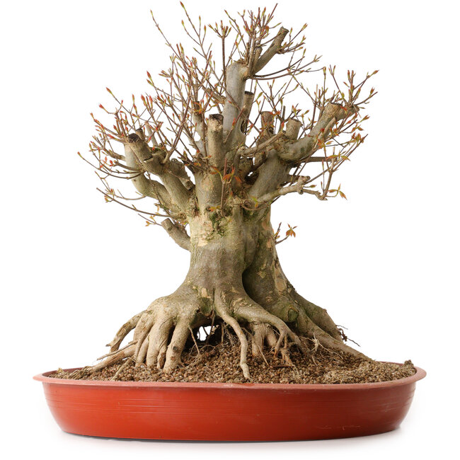 Acer buergerianum, 35 cm, ± 25 anni, con nebari di 30 cm