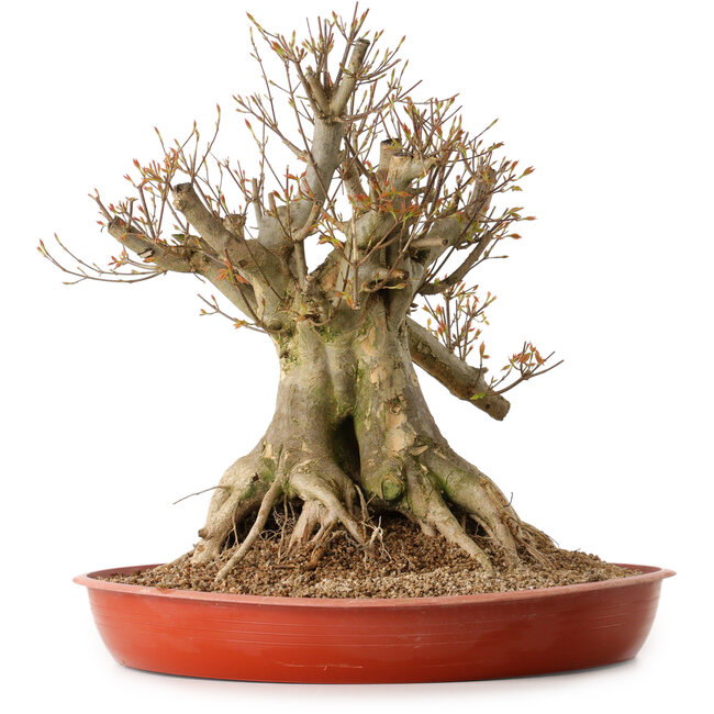 Acer buergerianum, 35 cm, ± 25 years old, with a nebari of 30 cm
