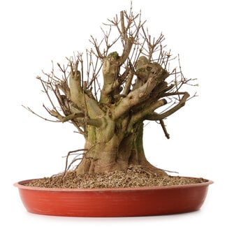 Acer buergerianum, 38 cm, ± 25 years old