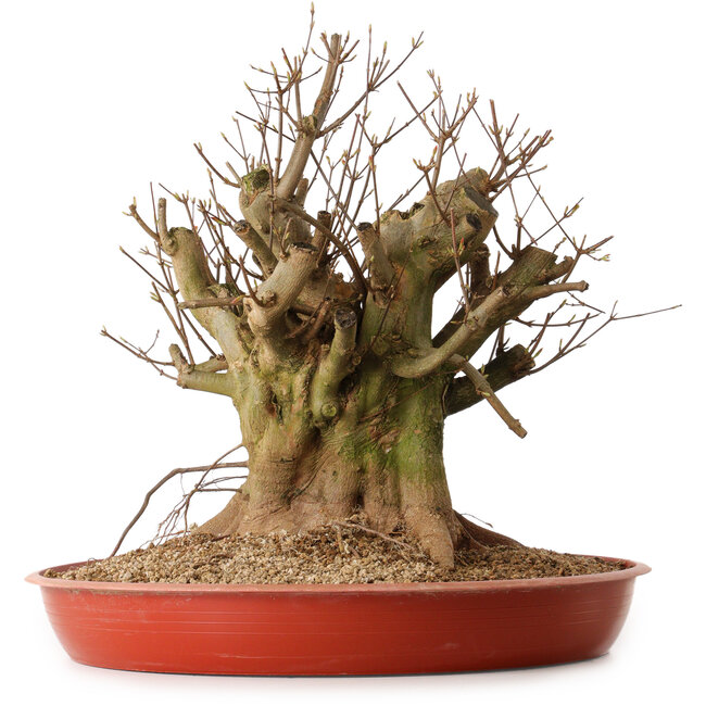Acer buergerianum, 38 cm, ± 25 años, con un nebari de 30 cm