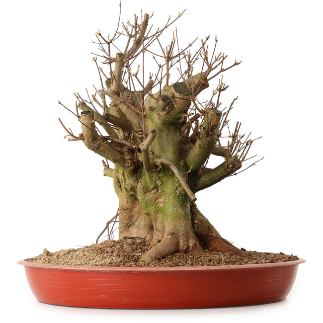 Acer buergerianum, 38 cm, ± 25 ans, avec un nebari de 30 cm