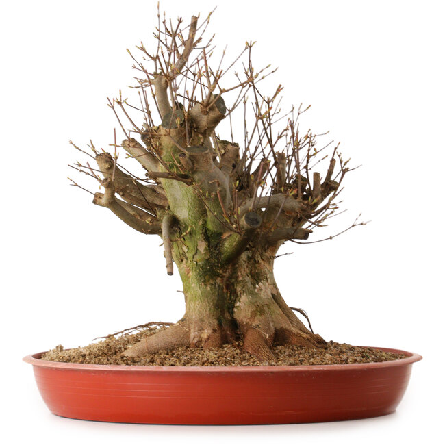 Acer buergerianum, 38 cm, ± 25 ans, avec un nebari de 30 cm