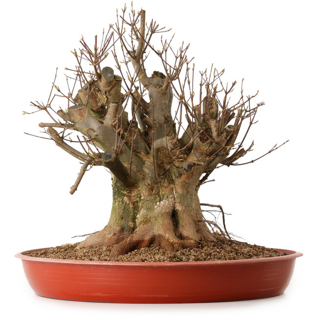 Acer buergerianum, 38 cm, ± 25 anni, con nebari di 30 cm